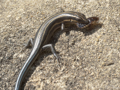 Five-lined Skink eating a roach