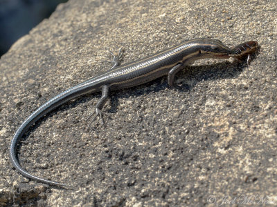 Five-lined Skink eating a roach