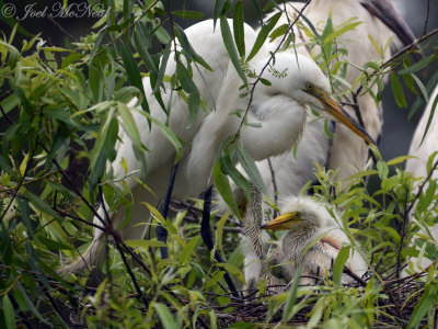 Great Egret with nestlings