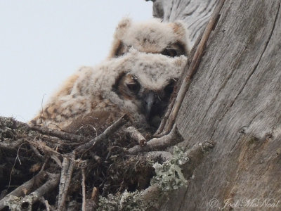 nestling Great Horned Owls