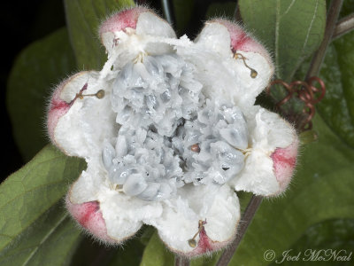 Dutchman's Laudanum: Passiflora rubra, dehiscing fruit