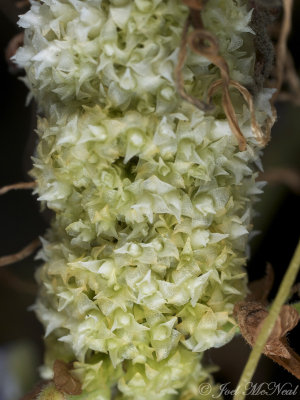 Rope Dodder: Cuscuta glomerata, flower buds emerging from bracteal scales