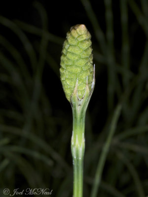 Water Horsetail: Equisetum fluviatile