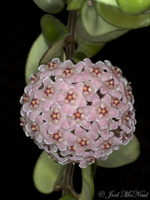 Wax Plant: Hoya carnosa