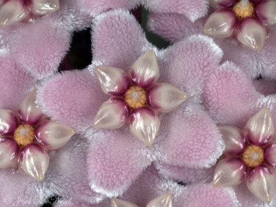 Wax Plant: Hoya carnosa