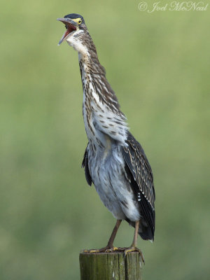 juvenile Green Heron: Bartow Co., GA