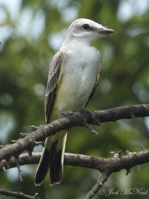 fledgling Scissor-tailed Flycatcher: Bartow Co., GA