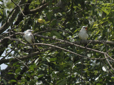 fledgling Scissor-tailed Flycatchers: Bartow Co., GA