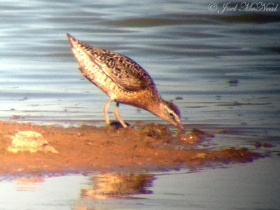 Short-billed Dowitcher: Bartow Co., GA