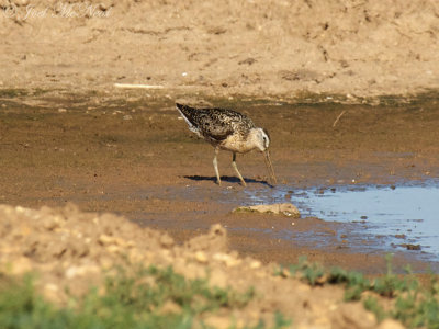 Short-billed Dowitcher: Bartow Co., GA