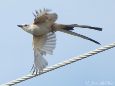 molting adult Scissor-tailed Flycatcher: Bartow Co., GA