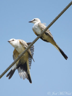 juvenile Scissor-tailed Flycatchers: Bartow Co.