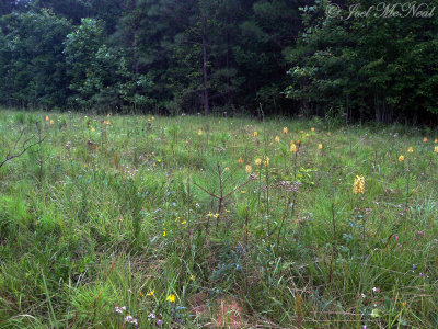 Yellow-fringed Orchid: Platanthera ciliaris- Haralson Co., GA
