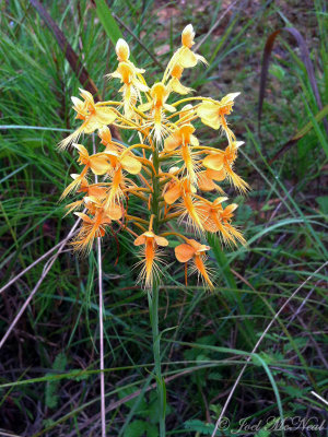 Yellow-fringed Orchid: <i>Platanthera ciliaris</i>- Haralson Co., GA