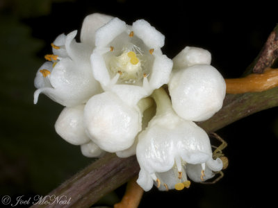 Cuscuta rostrata; Beaked Dodder