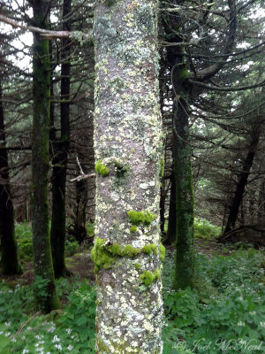 Fraser Fir trunk with mosses & lichens