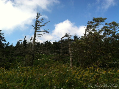 Flag trees; Mt. Mitchell, NC