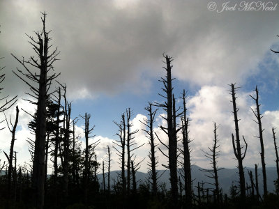 Fraser Firs killed by Balsam Wooly Adelgids; Mt. Mitchell, NC