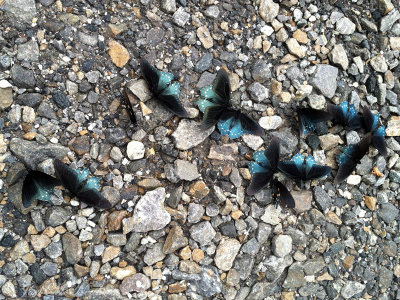 Pipevine Swallowtails; Mount Mitchell, NC