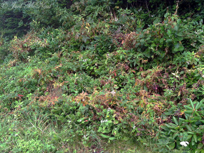 Cuscuta rostrata; Beaked Dodder