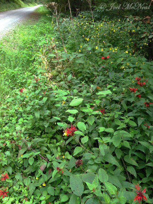 Bee Balm, Beaked Dodder, and Pale Jewelweed; Pocahontas Co., WV