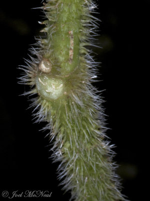Laportea canadensis: Wood Nettle, urticating hairs