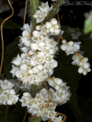 Cuscuta rostrata: Beaked Dodder