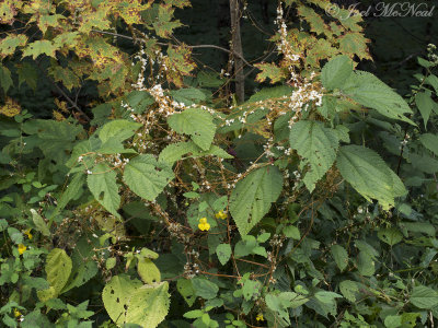 Cuscuta rostrata: Beaked Dodder