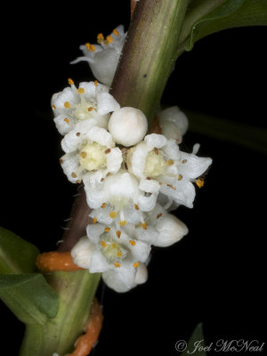 Cuscuta rostrata: Beaked Dodder