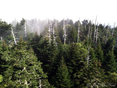 View from Clingman's Dome summit