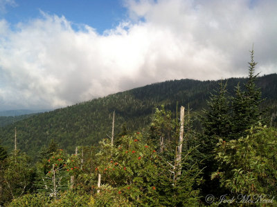 View from Clingman's Dome; Great Smoky Mountains NP