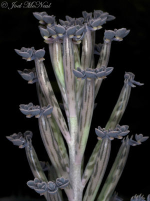 Maternity Plant: Kalanchoe tubiflora