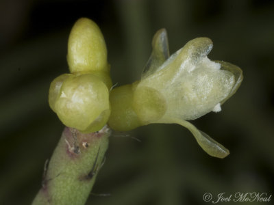 Pencil Cactus: Rhipsalis baccifera