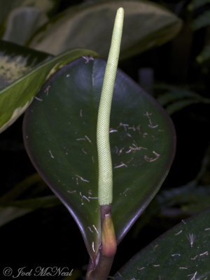 Peperomia obtusiflora
