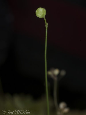 Utricularia subulata, cleistogamous flower