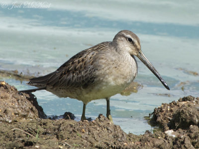 juv. Long-billed Dowitcher: Bartow Co., GA