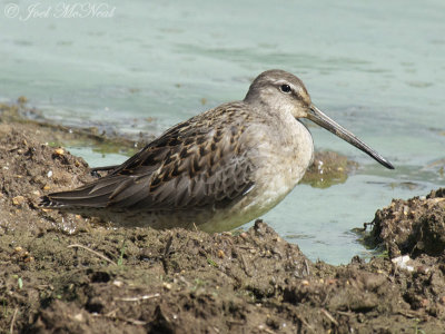 juv. Long-billed Dowitcher: Bartow Co., GA