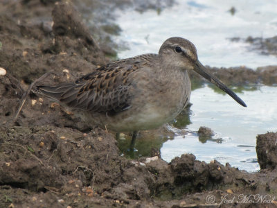 juv. Long-billed Dowitcher: Bartow Co., GA