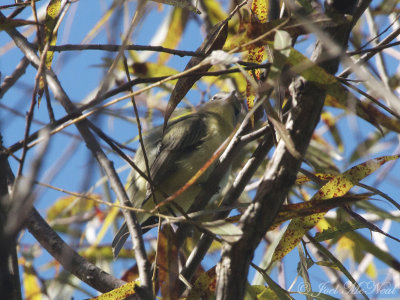 Philadelphia Vireo: Vireo philadelphicus, Murray Co., GA