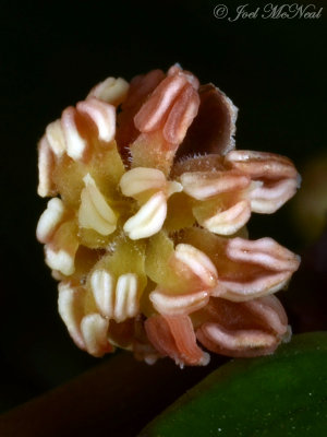 Amborella trichopoda, male