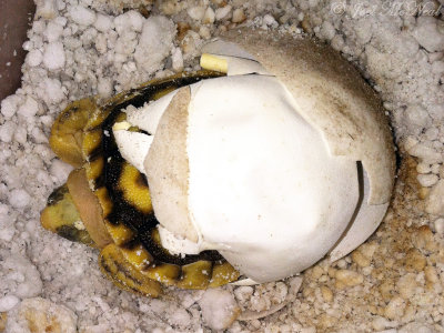 Gopher Tortoise hatching