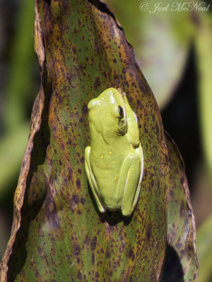 Green Treefrog