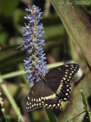 Palamedes Swallowtail on Pickerelweed