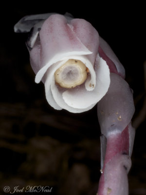 Monotropa uniflora: Indian Pipes, pink form