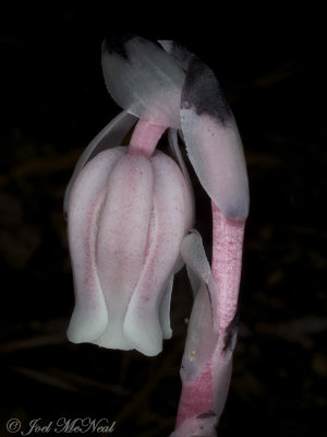 Monotropa uniflora: Indian Pipes, pink form