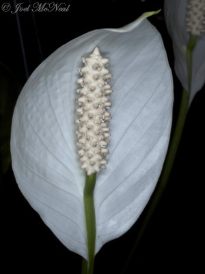 Spathyphyllum hybrid: Peace Lily