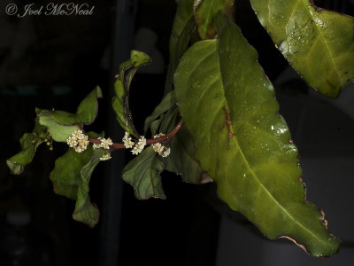 <i>Amborella trichopoda</i>