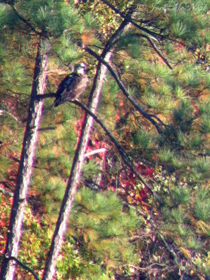 3rd year Bald Eagle; Bartow Co., GA