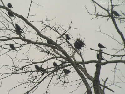 Brewer's Blackbirds (and starling): Bartow Co., GA