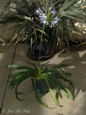 Agapanthus africanus: African Lily